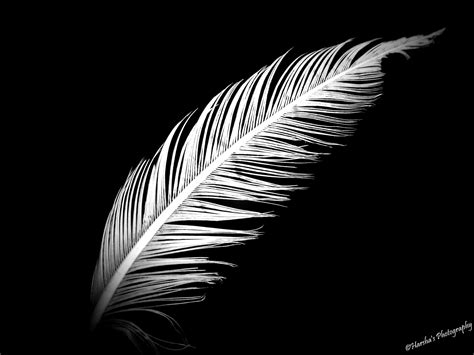 Withered Feather - White Feather Black Background (#2030435) - HD ...