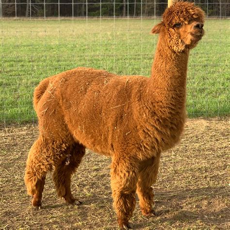 Reba | Female Huacaya Alpaca at Cotton Creek Farms