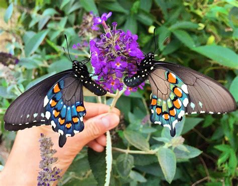 How one man repopulated a rare butterfly species in his backyard - Vox