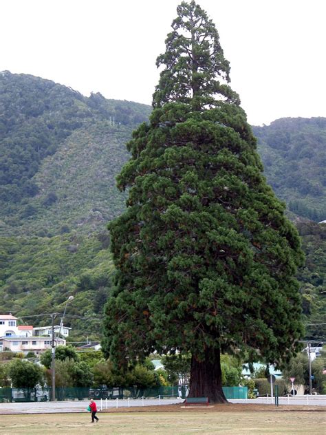 Giant sequoias outside their natural range