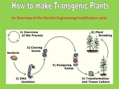 PPT - Plant Genetic Engineering ( Plant Transformation) PowerPoint Presentation - ID:2855714