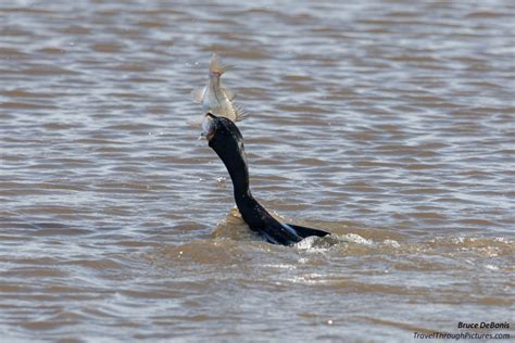 Cormorant | Galleries | Travel Through Pictures . com