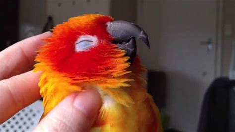 A Funny and Cute Parrots Compilation - Cutest Parrot Videos Ever | ADEW ...