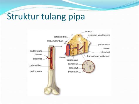 23+ Struktur Tulang, Percantik Hunian!