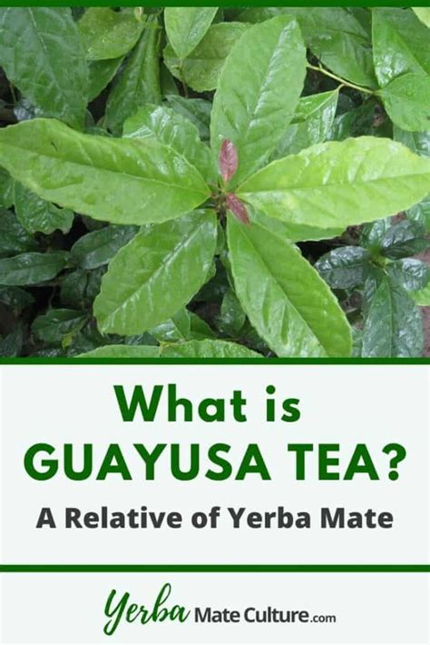 What is Guayusa Tea - Health Benefits and Side Effects