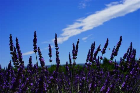 Images Gratuites : la nature, herbe, Prairie, prairie, fleur, bleu, flore, lavande, Fleur ...
