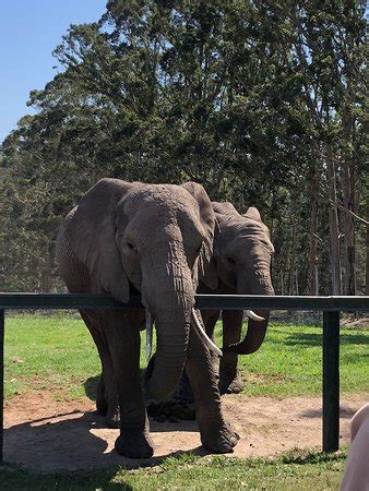 Knysna Elephant Park - 2019 All You Need to Know Before You Go (with ...