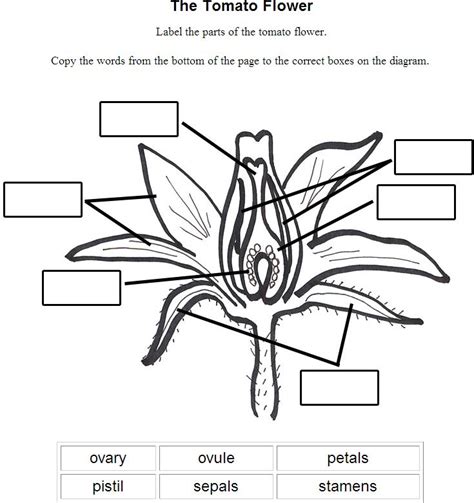 Label A Flower Worksheet