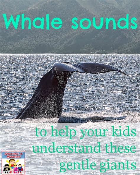 Whale sounds? Why do they make them, and what do they sound like ...