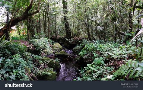 Gunung Gede Pangrango National Park Established Stock Photo 2106875888 | Shutterstock