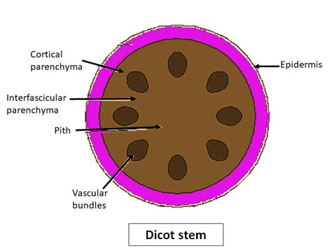 Dicot Stem Vascular Bundle