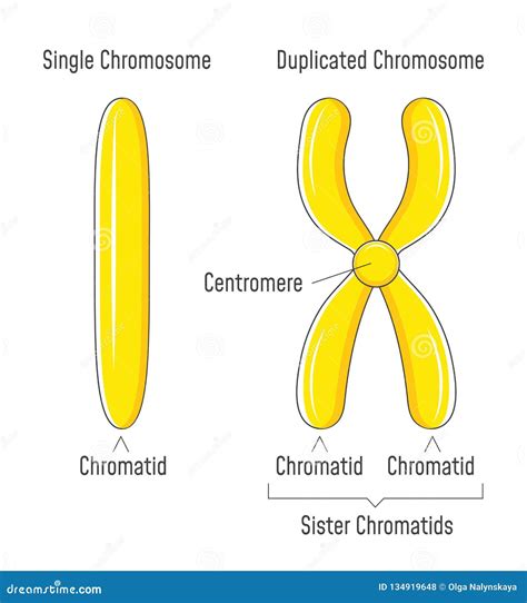 Unduplicated and Duplicated Chromosomes. Sister Chromatids Stock Vector - Illustration of ...