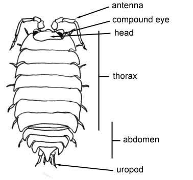 Woodlouse | Woodlice, Science, Memes