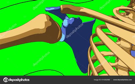 Human Skeleton Anatomy Scapula Bones Medical Concept Illustration Green Matte — Stock Photo © My ...