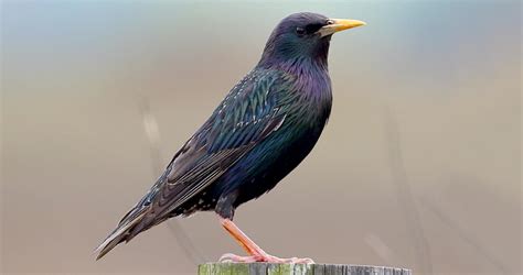 European Starling Identification, All About Birds, Cornell Lab of ...