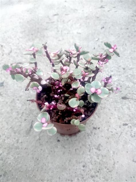 Pink Jade Plant » Foliage • Teo Joo Guan