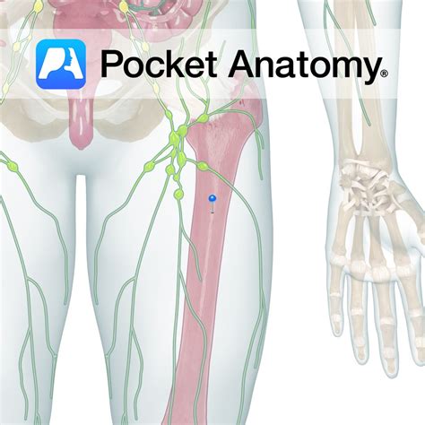 Bone Marrow - Pocket Anatomy