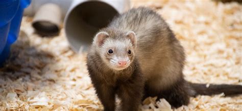 Ferret, Domestic - Louisville Zoo