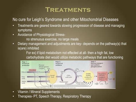 PPT - Mitochondrial Disease PowerPoint Presentation - ID:3048807