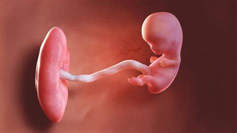 9 week old human fetus attached to the placenta by the umbilical cord ...