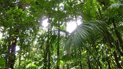 MLeWallpapers.com - Sunlight Through Rainforest Canopy