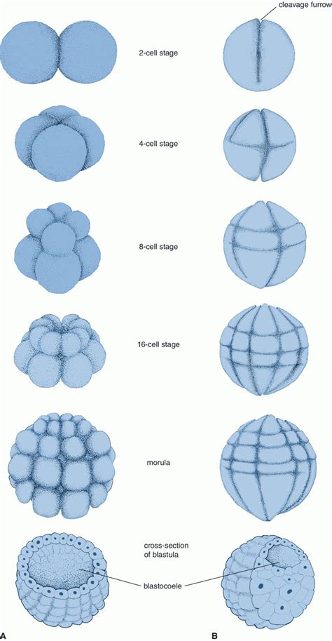 Cleavage | Veterian Key