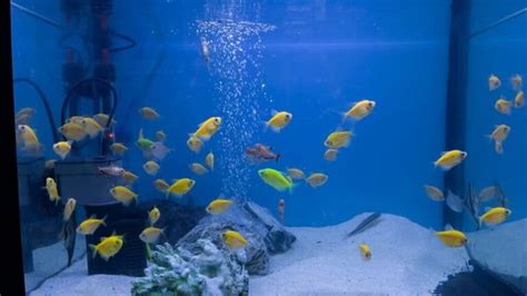 Different Types Of Aquarium Filters