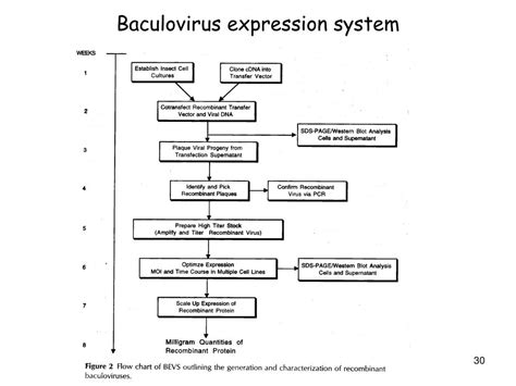 PPT - Expression in Eukaryotic Systems PowerPoint Presentation, free download - ID:602722