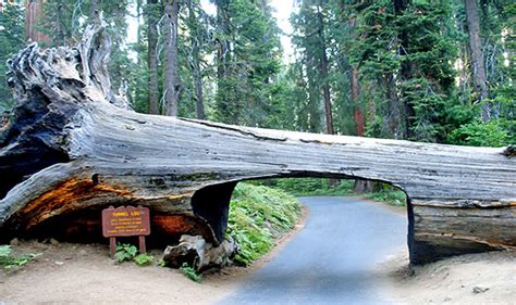 Giant Forest, Sequoia National Park, California