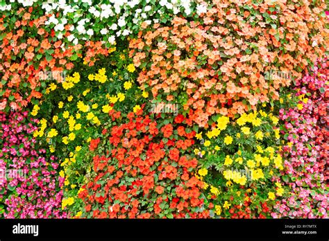 flowers petals background Stock Photo - Alamy