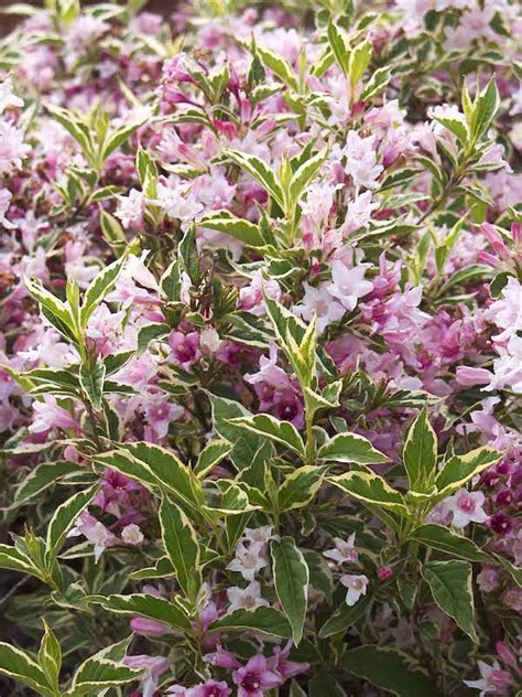 Variegated Weigela