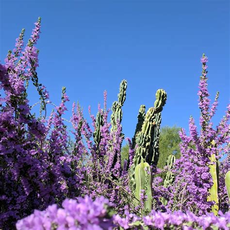 Desert Garden - Rillito Nursery and Garden Center