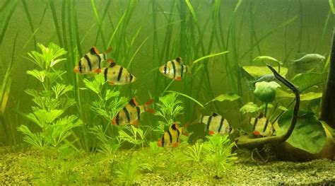 Top 10 Tank Mates for Tiger Barbs - aquariumfreaks.com