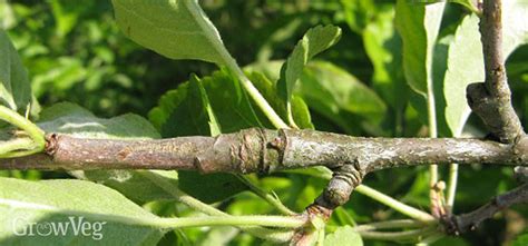 The Benefits of Pruning Apple and Pear Trees in Summer