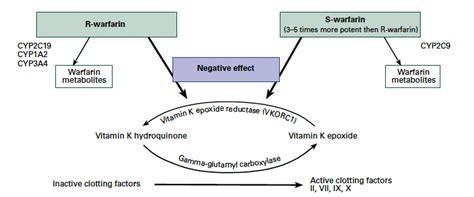 Drugs Info e-Learning: Warfarin Mechanism of Actions | How it works