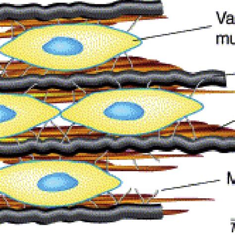 The lamellar units consist of concentric layers of elastic lamellae,... | Download Scientific ...