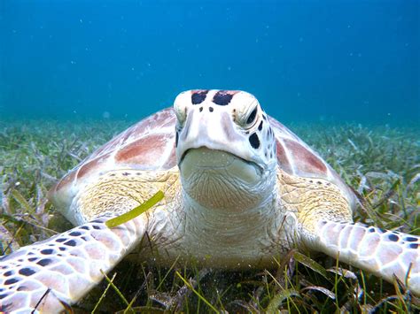 Culebra Island Snorkel & Kayaking Tour | Kayaking Puerto Rico