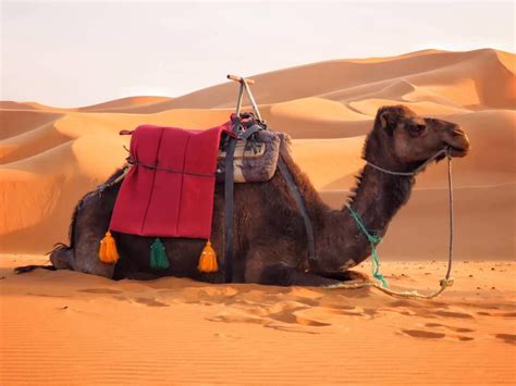 Marrakech To Merzouga: 3 Days Desert Tour Itinerary - Morocco Expedition