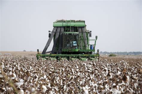 Cotton picker stock photo. Image of flower, machine, picking - 11690778