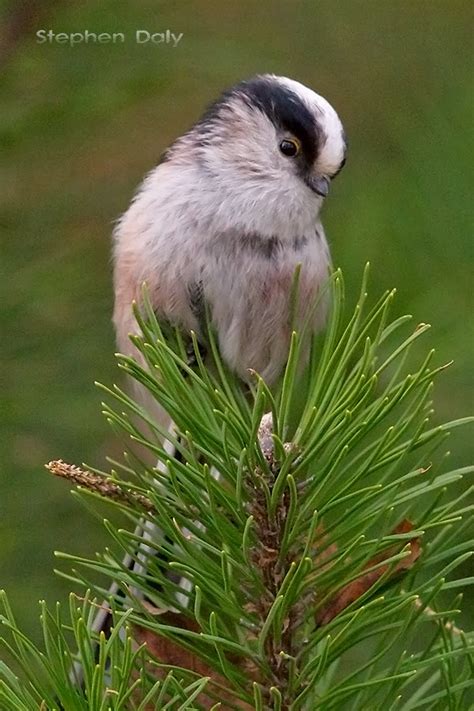 Black Forest Birds – Long-tailed Tit – Focusing on Wildlife