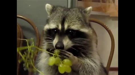 Raccoon Uses Tiny Hands To Eat Grapes - YouTube