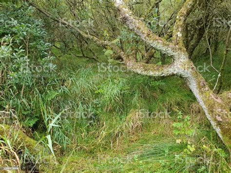 Pohon Dan Semak Belukar Di Hutan Foto Stok - Unduh Gambar Sekarang - Alam, Batang pohon ...