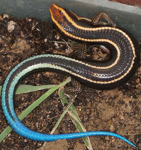 Blue-tailed Skink Facts, Habitat, Diet, Life Cycle, Baby, Pictures