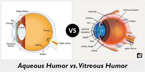 Difference between Aqueous Humor and Vitreous Humor | Vitreous humour ...