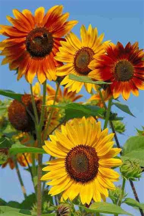 Sensational sunflowers: More shapes, sizes, colors - oregonlive.com