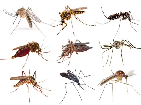 Types of Mosquitoes: 10 Major Species Around the World with Pics