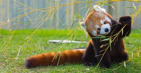 Discover 5 Amazing United States Zoos With Red Pandas - A-Z Animals