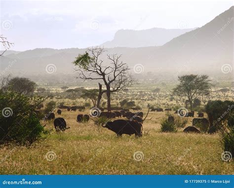 Herd of african buffalo stock image. Image of buffalo - 17739375