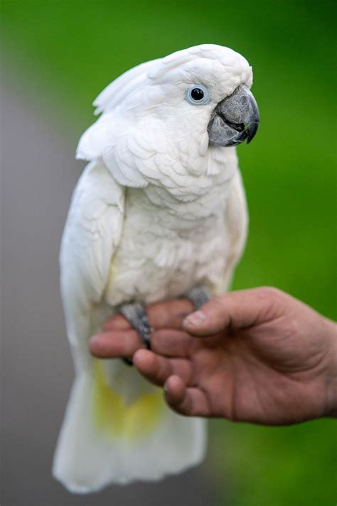 White Cockatoo Umbrella - Free photo on Pixabay