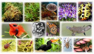 Biodiversity – An Interactive Introduction to Organismal and Molecular Biology